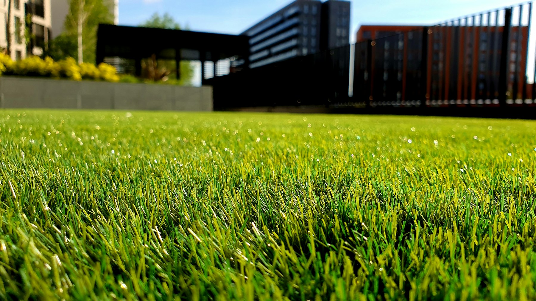 Lush green lawn in warm afternoon light